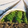 Frost Protection Plant Jackets Jumbo - 200cm x 240cm 70 G/m Thickness