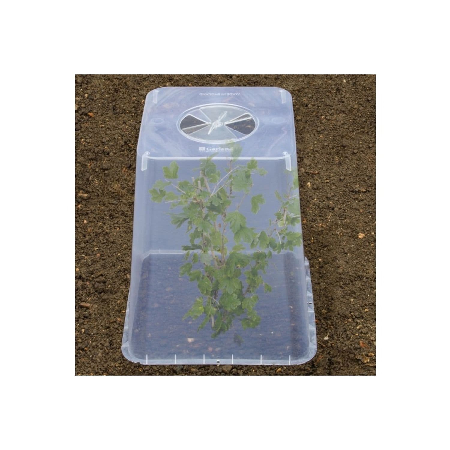 Garland Square Cloche Cover 32cm