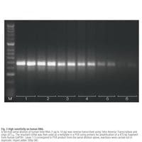 Meridian Bioscience Tetro Reverse Transcriptase - 10000 Units EACH