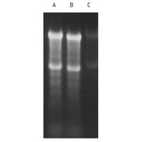 Formaldehyde Sample Buffer 5 x 1 ml