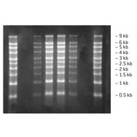 RNA Marker (0.5 to 9 Kb) 250 UL (50 Ug)