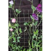 Climbing Plant Support Tan 30 x 1m