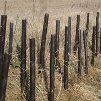 24in Spiral Tree Guards with Holes - Brown (Pack of 250)