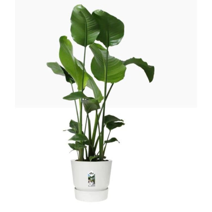 Elho Greenville Round Pot & Base WHITE 30cm