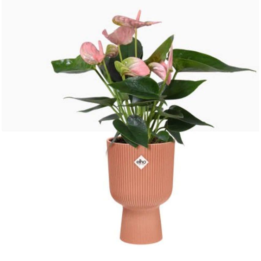 Elho Vibes Fold Coupe Tall Pot 14cm DELICATE PINK
