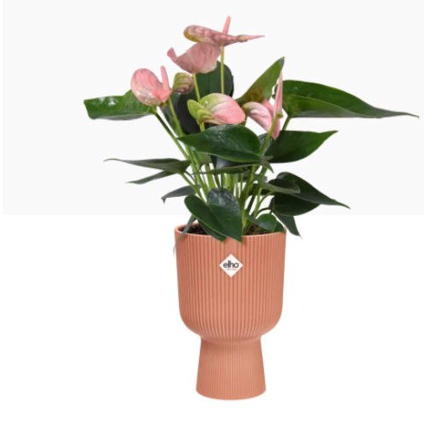 Elho Vibes Fold Coupe Tall Pot 14cm Delicate Pink - Pack (4)