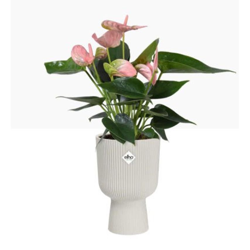 Elho Vibes Fold Coupe Tall Pot 14cm Silky White - Pack (4)
