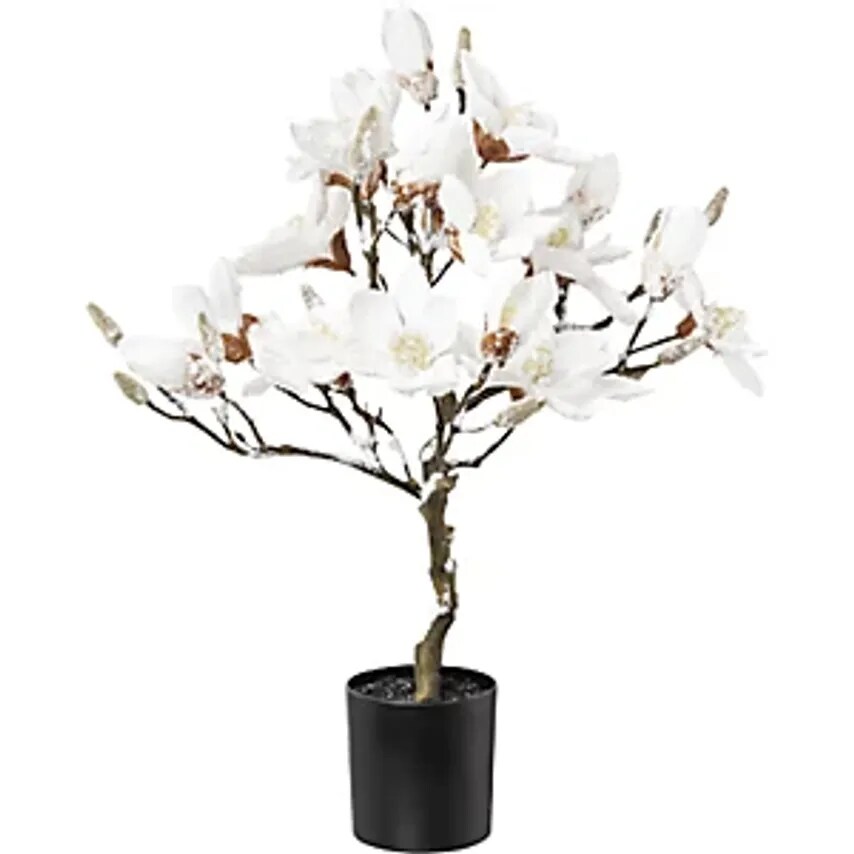 GASPER Magnolia Tree Snow Covered In A Plastic Pot White Overall Height 580 mm