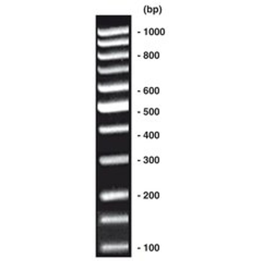 Carl Roth 100 bp-DNA-Ladder Equalized DNA-ladder (lyophil.) + Gel Loading 20 g P