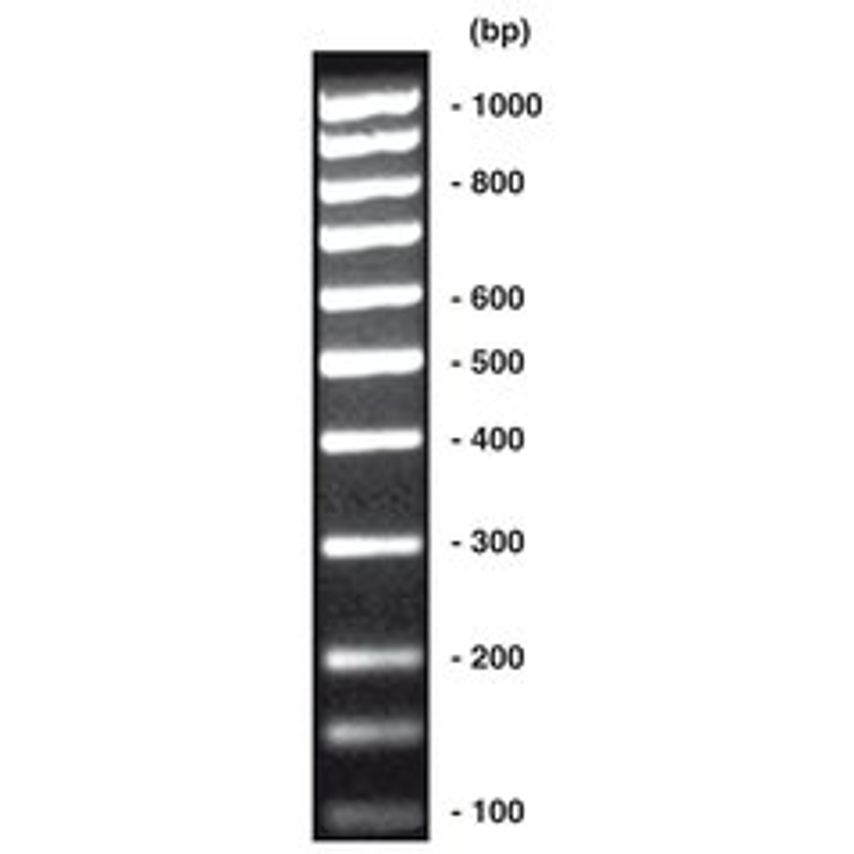 Carl Roth 100 bp-DNA-Ladder Equimolar DNA-ladder (lyophil.) + gel Loading 200 g