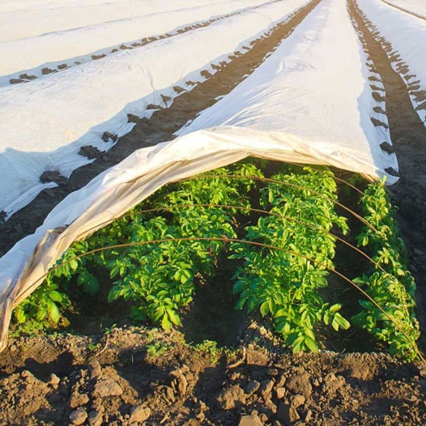 Frost Protection Fleece - 3.2m x 250m 18GSM