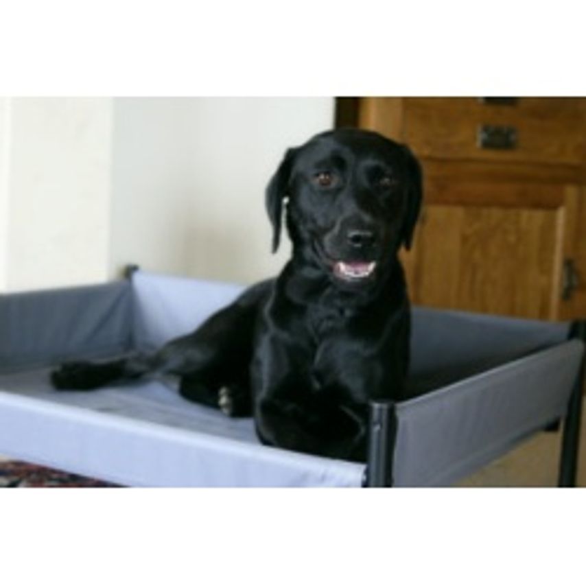 Elevated Dog Bed Large